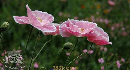 哪些植物对狗狗有毒 它们的有毒部位你知道吗(图2)