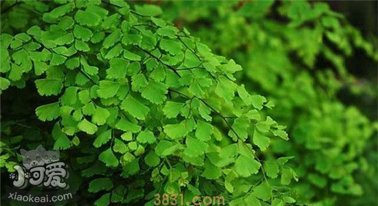 对狗有危害的植物有哪些 这些植物的危害你知道了吗(图2)