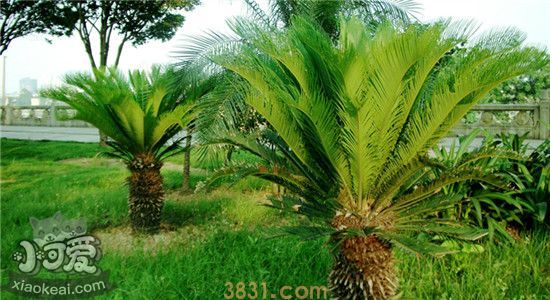 对狗有危害的植物有哪些 这些植物的危害你知道了吗(图3)