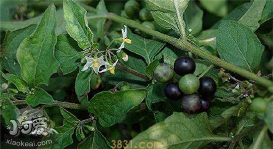 对狗有危害的植物有哪些 这些植物的危害你知道了吗(图5)