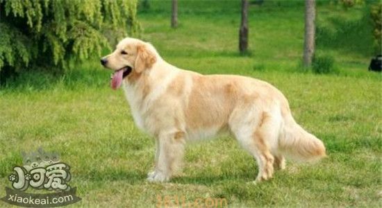 怎么选金毛幼犬 需要观察哪些方面(图2)