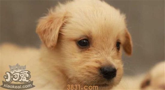 怎么选金毛幼犬 需要观察哪些方面(图1)