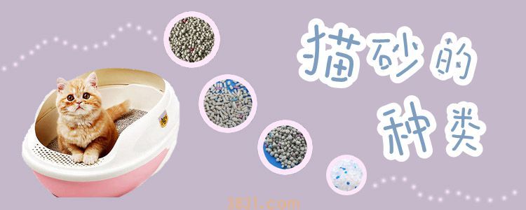 猫砂的种类(图1)