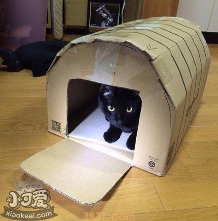 怎么用纸箱做猫窝(图3)