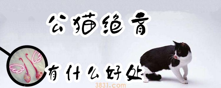 公猫绝育有什么好处(图1)