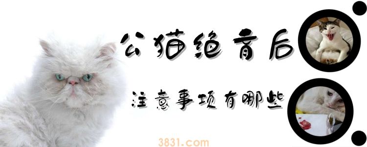 公猫绝育后注意事项有哪些(图1)