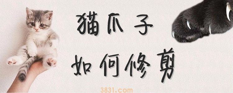 猫爪子如何修剪(图1)