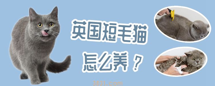 英国短毛猫怎么养(图1)