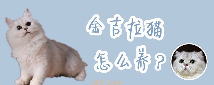 金吉拉猫怎么养(图1)