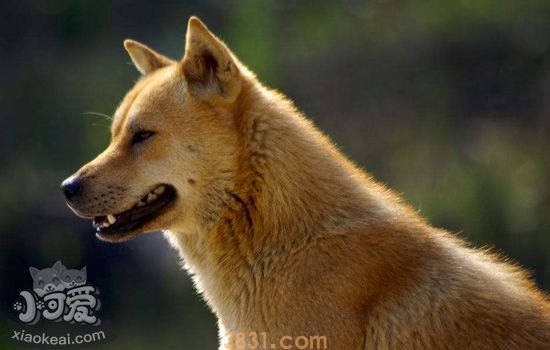 中华田园犬的缺点 你知道吗(图1)
