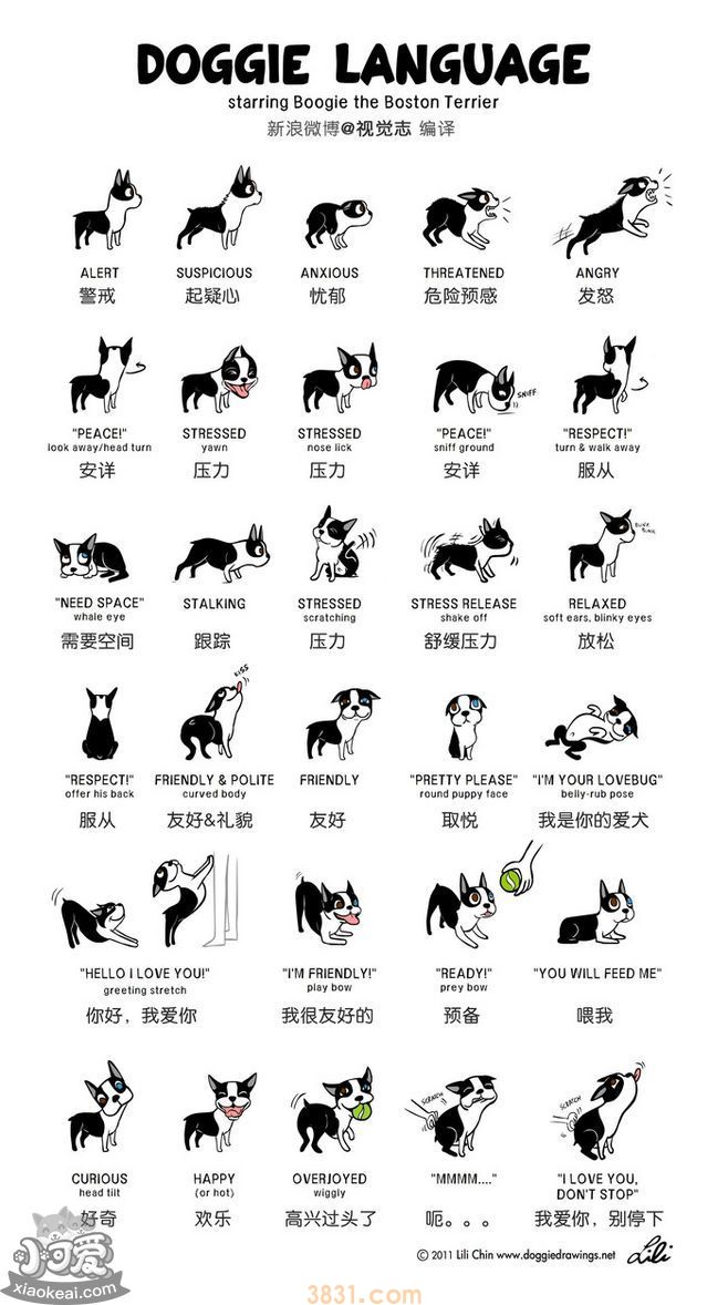 狗的常见肢体语言 狗狗肢体语言表达的深层含义(图1)