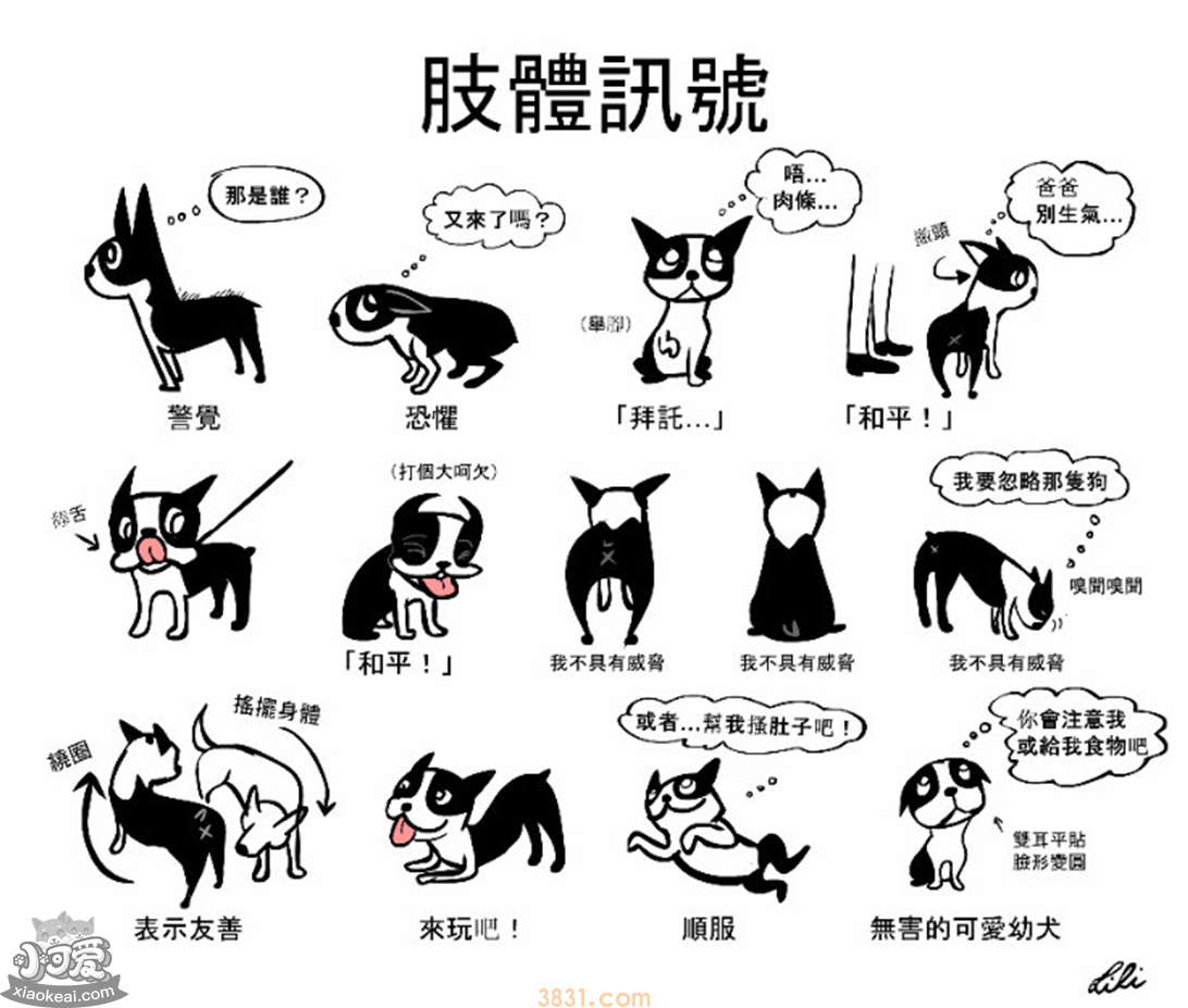狗的常见肢体语言 狗狗肢体语言表达的深层含义(图2)