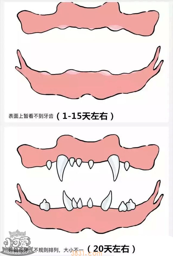 狗长牙的顺序图解 狗狗长牙是几个月(图1)