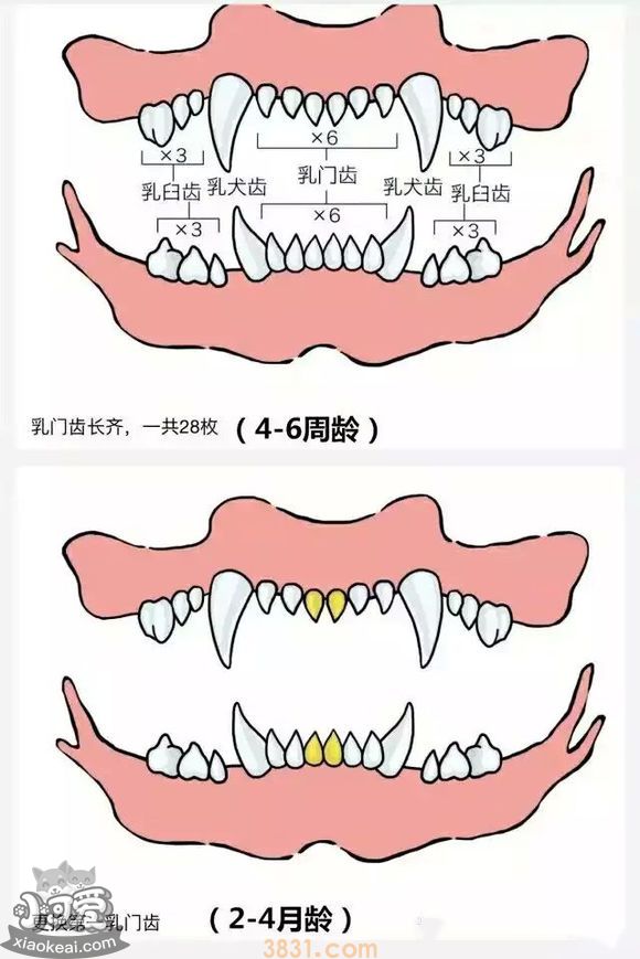 狗长牙的顺序图解 狗狗长牙是几个月(图2)