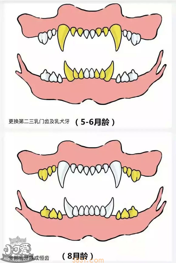 狗长牙的顺序图解 狗狗长牙是几个月(图3)