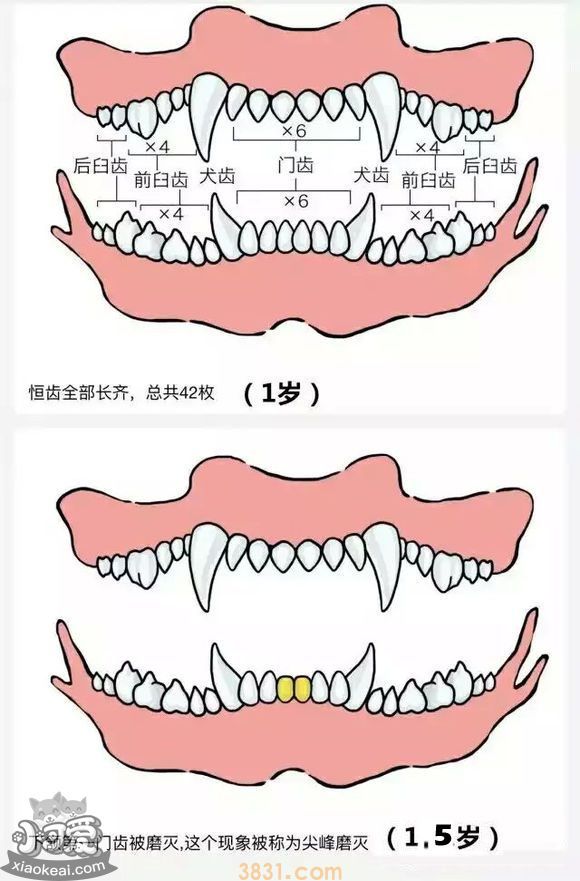 狗长牙的顺序图解 狗狗长牙是几个月(图4)