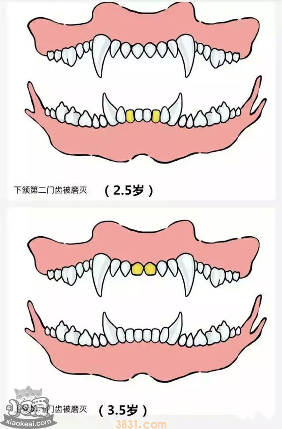 狗长牙的顺序图解 狗狗长牙是几个月(图5)
