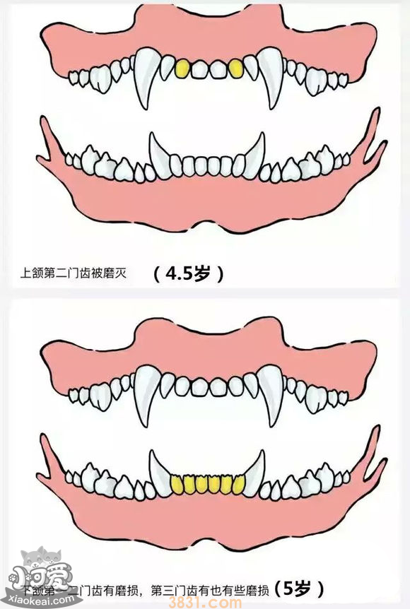 狗长牙的顺序图解 狗狗长牙是几个月(图6)