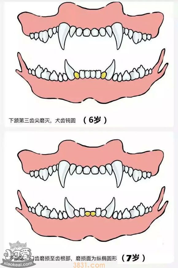 狗长牙的顺序图解 狗狗长牙是几个月(图7)