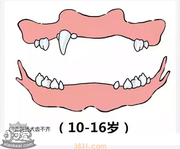 狗长牙的顺序图解 狗狗长牙是几个月(图9)