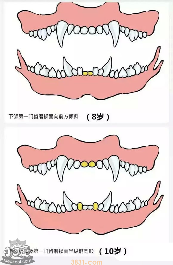 狗长牙的顺序图解 狗狗长牙是几个月(图8)