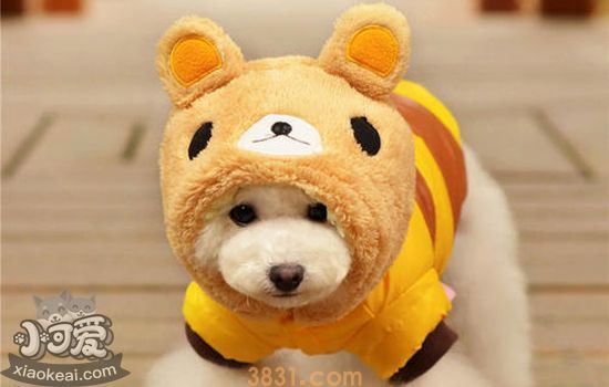 狗穿衣服的有什么坏处 穿衣保暖的同时也要注意这么问题(图1)