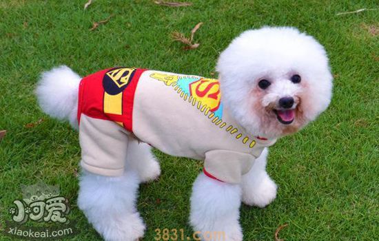 狗穿衣服的有什么坏处 穿衣保暖的同时也要注意这么问题(图2)