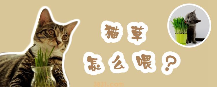 猫草怎么喂(图1)