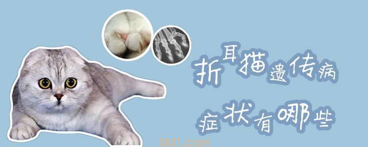 折耳猫遗传病症状有哪些(图1)