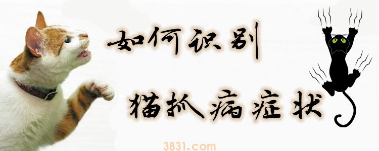 如何识别猫抓病症状(图1)