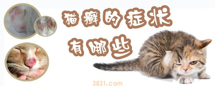 猫癣的症状有哪些(图1)
