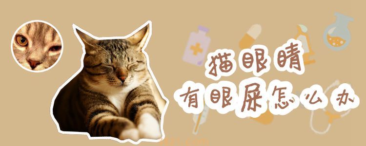 猫眼睛有眼屎怎么办(图1)