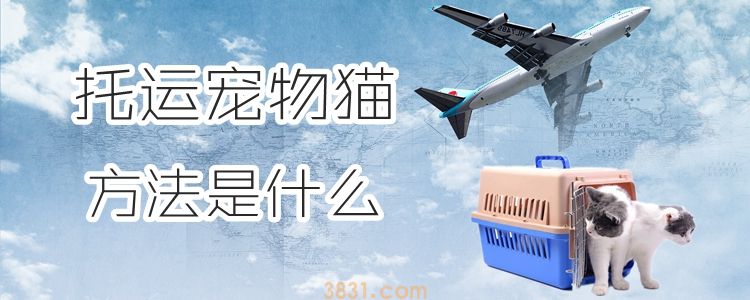 托运宠物猫咪方法是什么(图1)