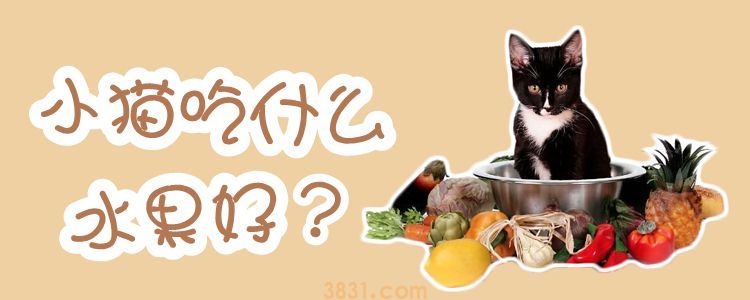 小猫吃什么水果好(图1)