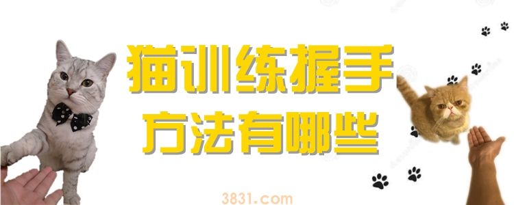 猫训练握手方法有哪些(图1)