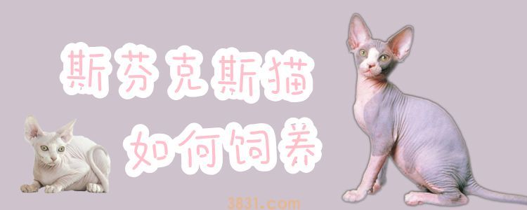 斯芬克斯猫如何饲养(图1)
