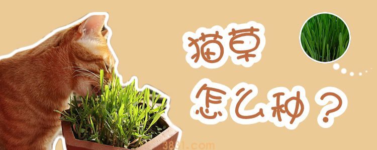 猫草怎么种(图1)