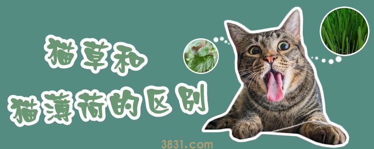 猫草和猫薄荷的区别(图1)