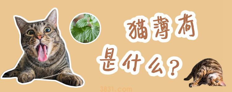 猫薄荷是什么(图1)
