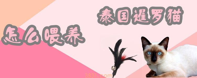 怎么喂养泰国暹罗猫(图1)