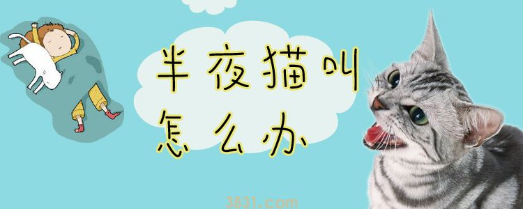 半夜猫叫怎么办(图1)