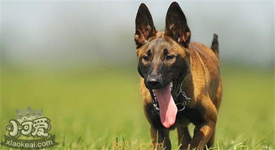 四大优秀护卫犬 你最喜欢哪一种呢(图2)