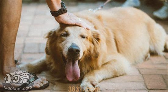 中型犬的优点是什么 养小型犬还不如养中型犬(图1)