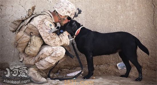 中型犬的优点是什么 养小型犬还不如养中型犬(图2)