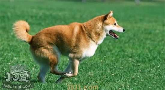 柴犬为什么那么贵 柴犬的价格取决于这四点(图2)