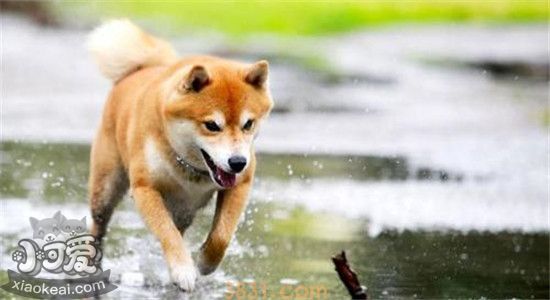 柴犬为什么那么贵 柴犬的价格取决于这四点(图1)