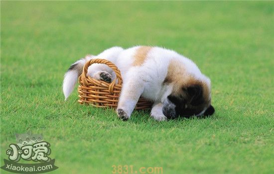 带狗狗出游要注意什么 以下几点你都明白了吗(图2)