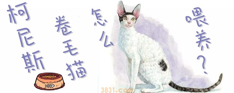 柯尼斯卷毛猫怎么喂养(图1)