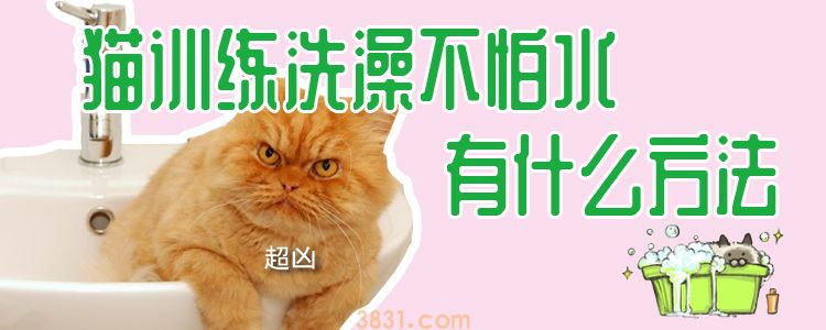 猫训练洗澡不怕水有什么方法(图1)
