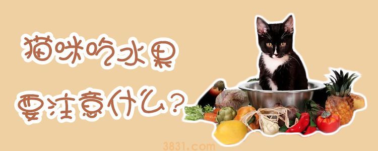 猫咪吃水果要注意什么(图1)